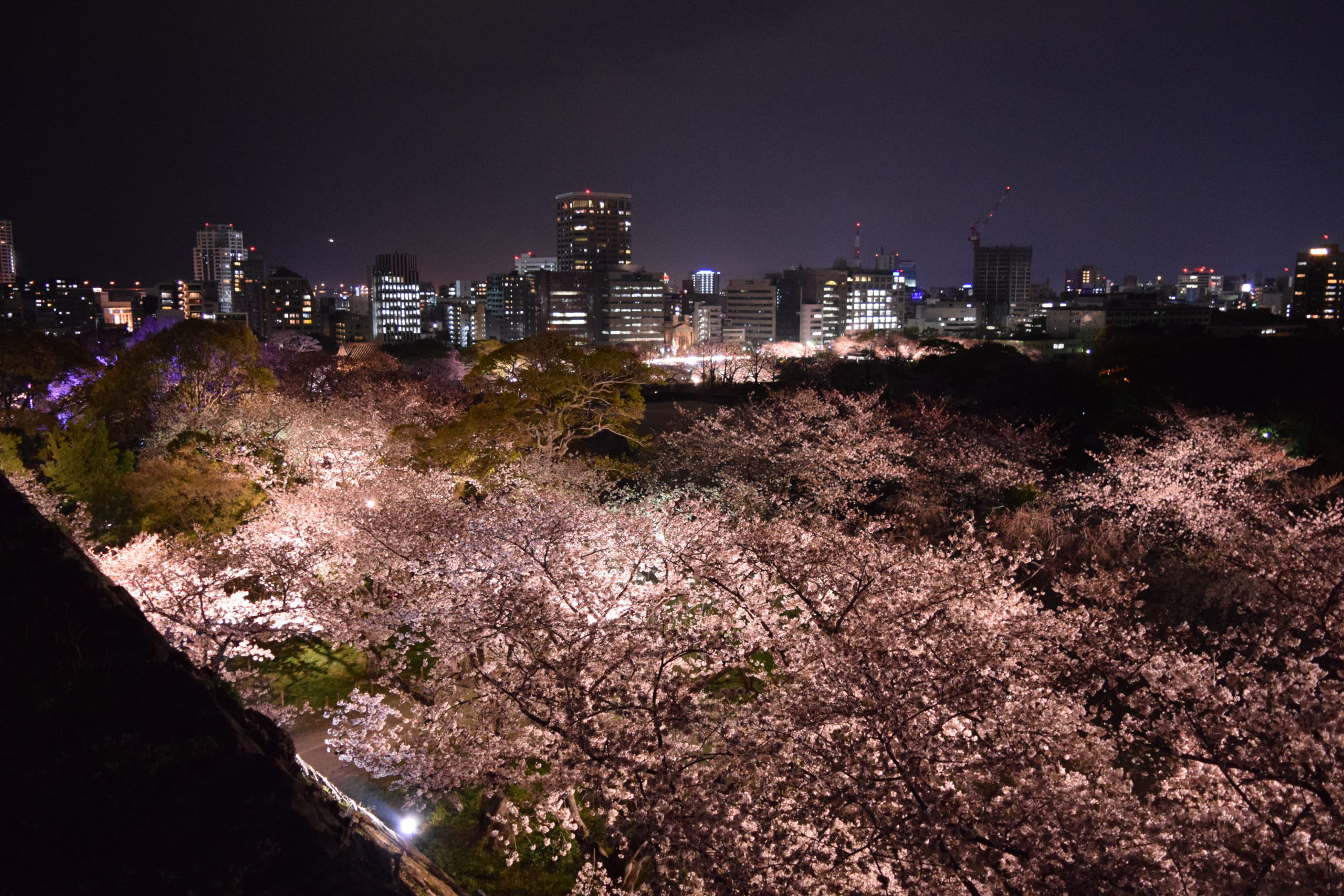 桜前線ドライブ Day5 2 福岡城の夜桜 旅人になりたい