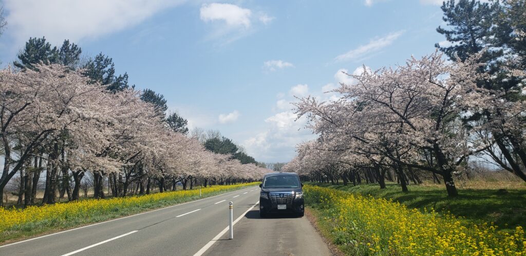 大潟村 桜と菜の花ロード 21年 旅人になりたい